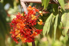 Saraca asoca